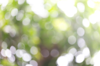 green blurred background of light