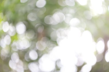 Yeşil yaprakların bulanık bokeh arkaplanı