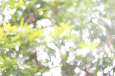 Bulanık yeşil arkaplan, soyut arkaplan