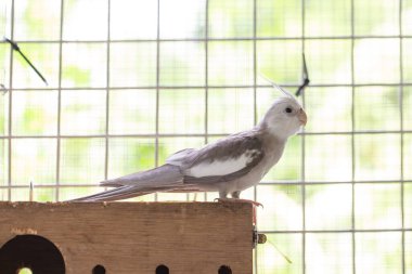 white dove on cage