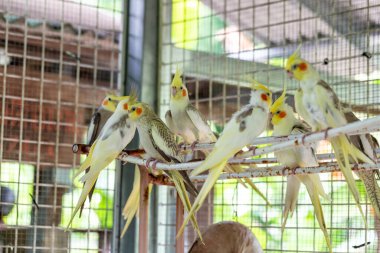many yellow and white cockatoo bird in cage
