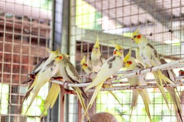 a closeup view of a beautiful white and yellow parrot