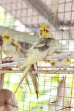 a small bird on a cage in a cage