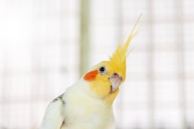 yellow and white parrot in cage