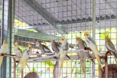 a lot of white cockatoo parrot