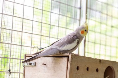 Beyaz papağan kafes içinde