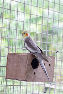 white parakeet in cage at home