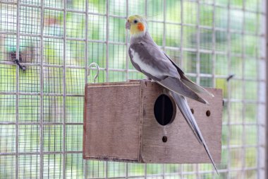 a bird is sitting on a wooden box