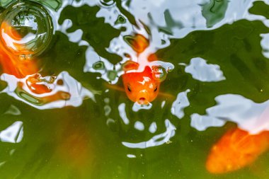 Göldeki koi balığı.