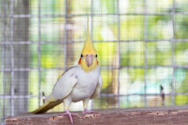 yellow and white color of bird in thailand.