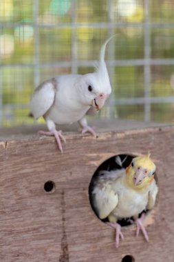 two white and yellow parrot on cage