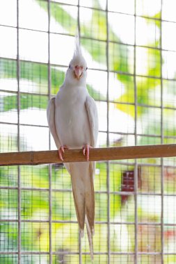 white pigeon on the fence. white dove in the cage