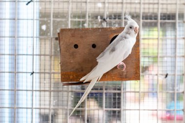 bird in the cage, thailand, asia.