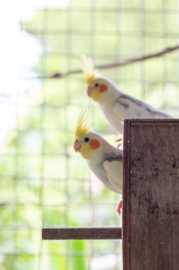 two parrots in a cage.