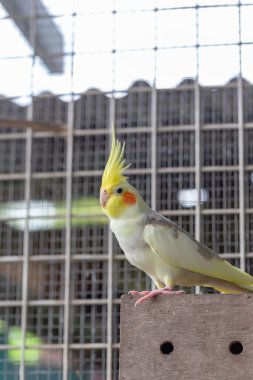 Papağan kuşu tünekte oturuyor.