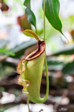 Yeşil bir yaprağa yaklaş