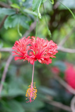 Bahçedeki kırmızı çiçek