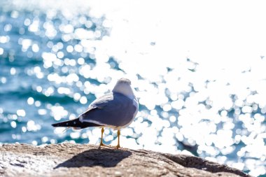 sea gull in front of sea waves with copy space.