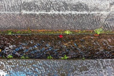 kırmızı ve yeşil yapraklar