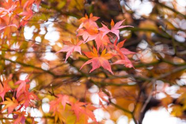 maple tree in japan