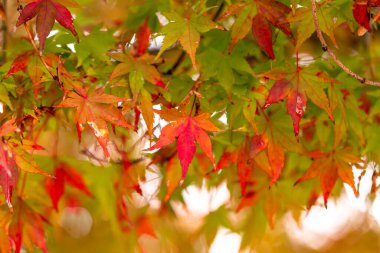 kırmızı yapraklar, sonbahar yaprakları