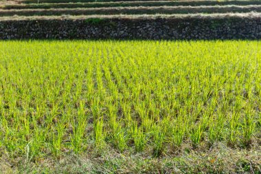 alanlar, bali, Endonezya pirinç