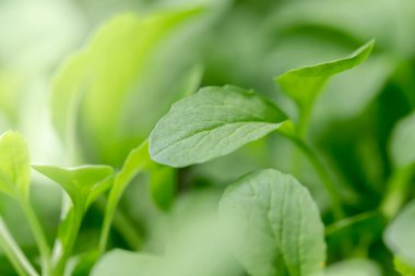 green tea leaf on a background