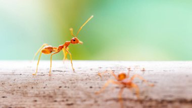 Yeşil arkaplandaki kırmızı karıncaları kapat.