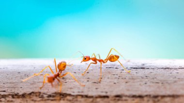 Yeşil çimenlikteki karıncalar, yaklaşın..