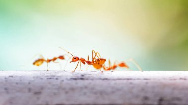 ant on a tree in the garden.
