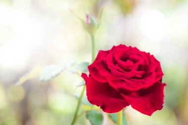 bir parkta kırmızı gül.