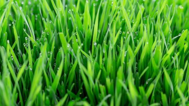 yeşil çimen arka planı. doğa yeşil çimenler