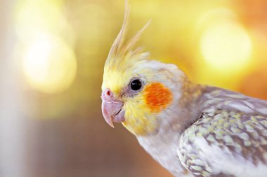 Doğada bir papağana yakın çekim