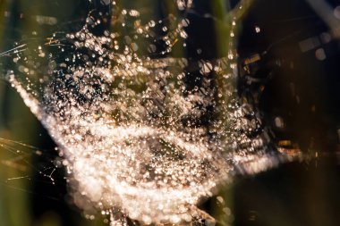 Yeşil arka planda karahindiba çiçeği