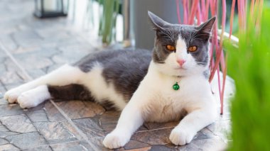 Kedi sokakta yatıyor.