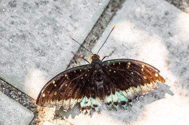 Bahçedeki güzel kelebek