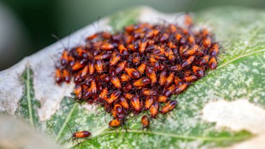 red bugs are sitting in the garden.