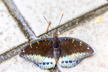 Bahçedeki güzel kelebek