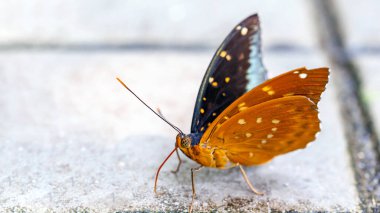 Beyaz arka planda güzel bir kelebek