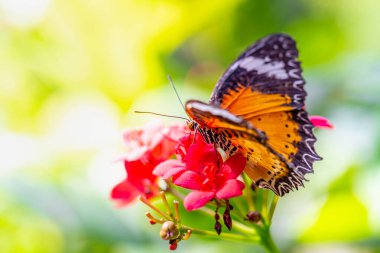 butterfly with colorful flowers