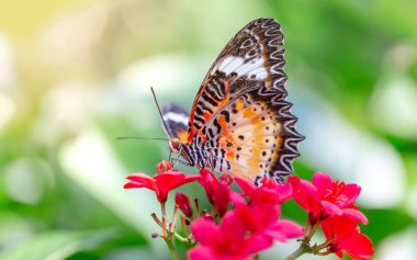 Bir çiçeğin üzerinde güzel bir kelebek