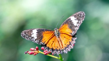 Çiçekteki güzel kelebek.