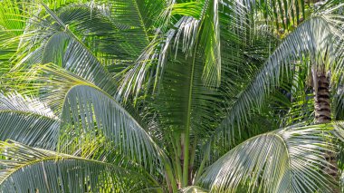 yeşil palmiye ağacı arka plan bırakır