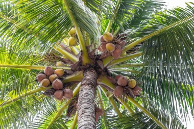 coconut palm tree in the jungle in sri lanka