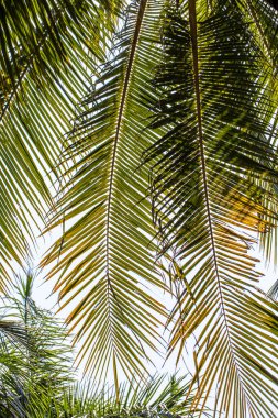 palm leaf on a sunny day, tropical background