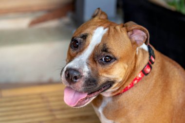 dog of a red bull breed of staffordshire terrier with a collar