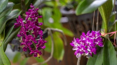 purple orchids in bloom.