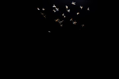 Kara gökyüzünde uçan kuş sürüsü