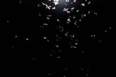 Geceleri uçan kuşlar