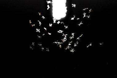 gökyüzünde uçan kelebekler